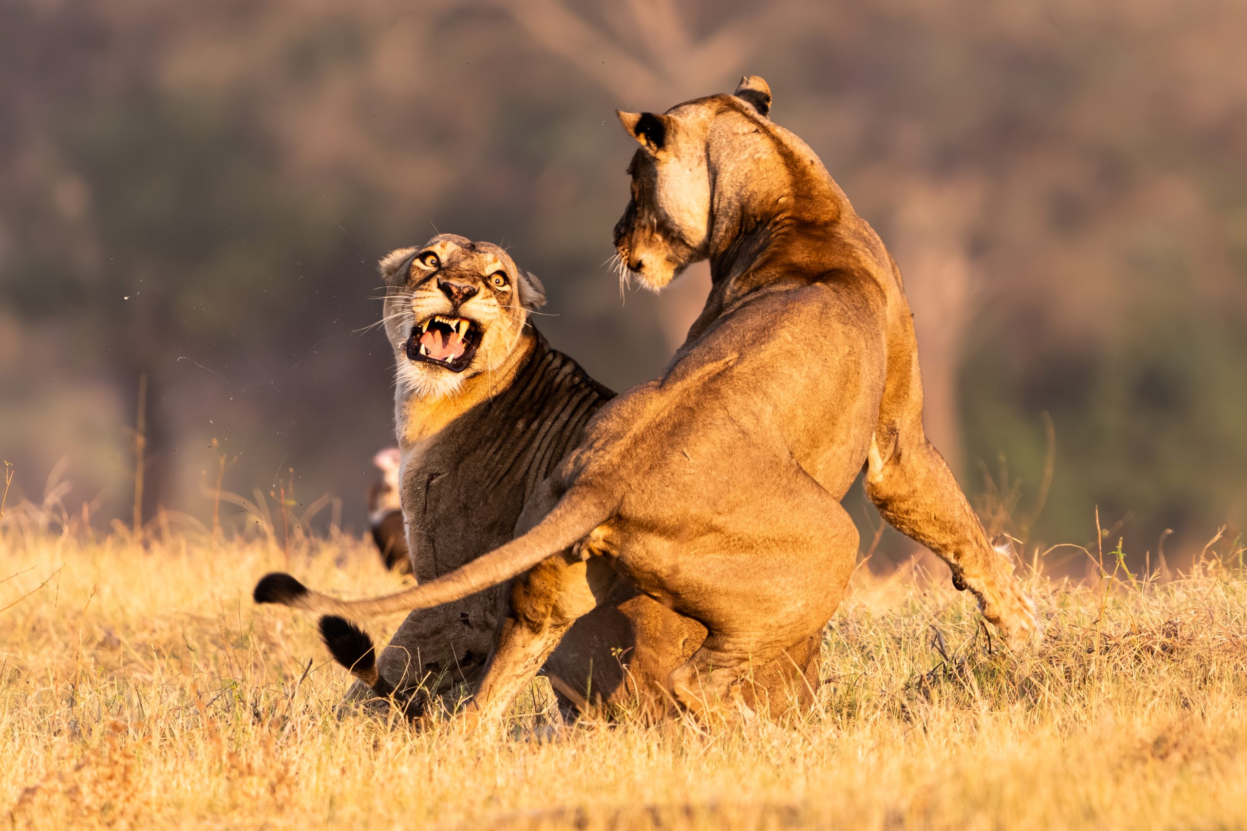 acf41315a490c62053e5c1b820aee73555c3469c