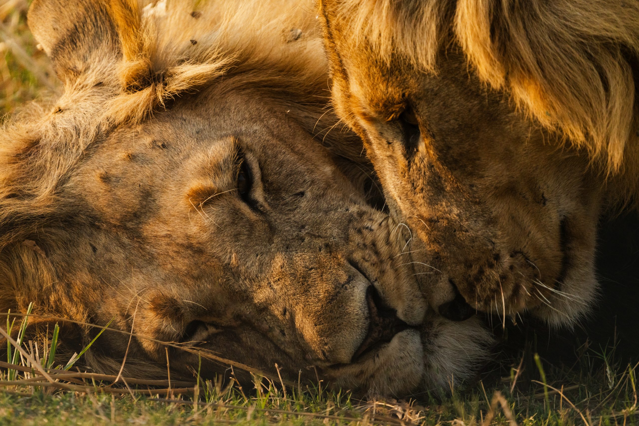 ea19acf01fd1c9323adcd792d8dcc4b194867bfd